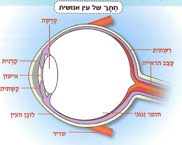 (בספר תרשים, היעזרו במנחה:) חתך של עין אנושית